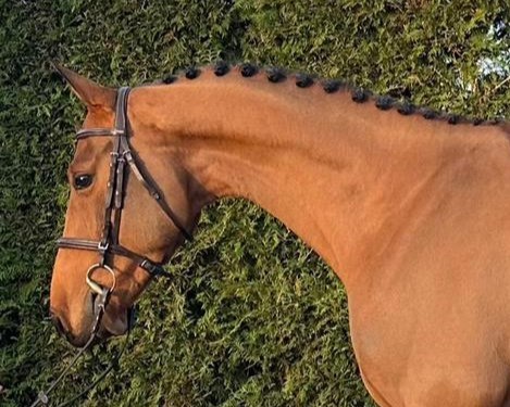 horse